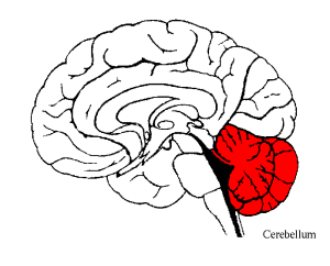 The Cerebellum